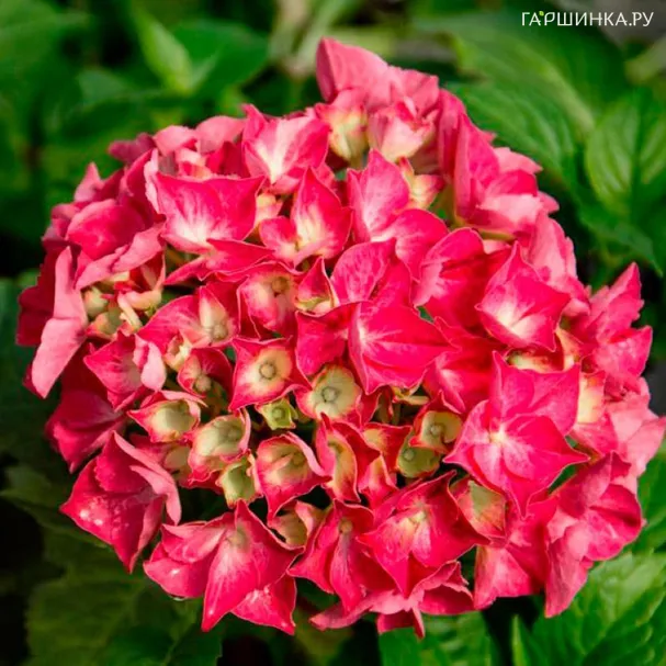 Гортензия Самба Файр крупнолистная (серия Рандеву)