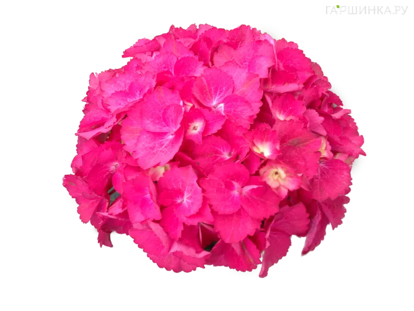 Гортензия Самба Рио крупнолистная (серия Рандеву)