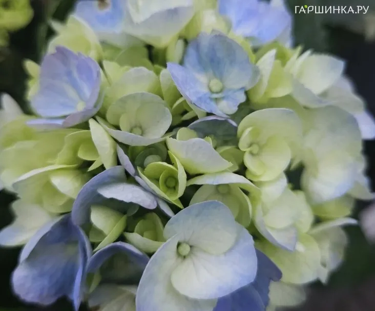 Гортензия Хай Ривер крупнолистная (макрофила)