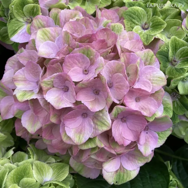 Гортензия Мэджикал Джевел крупнолистная