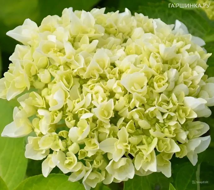 Гортензия Вуду крупнолистная (макрофила)