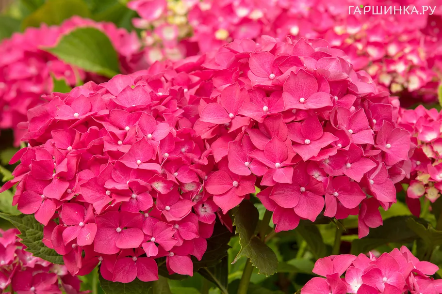 Гортензия Лейхтфейер крупнолистная (макрофила)