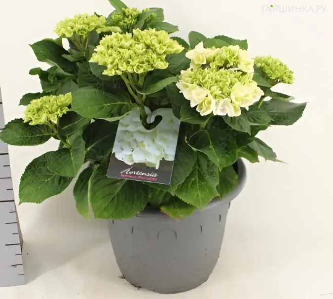 Гортензия Айс Герл крупнолистная (макрофила)