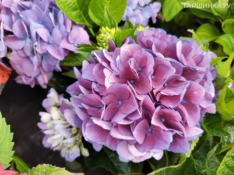 Гортензия Амор крупнолистная (макрофила)