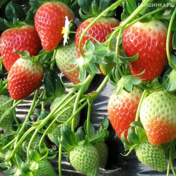 Клубника Корона урожайная сладкая среднеранняя