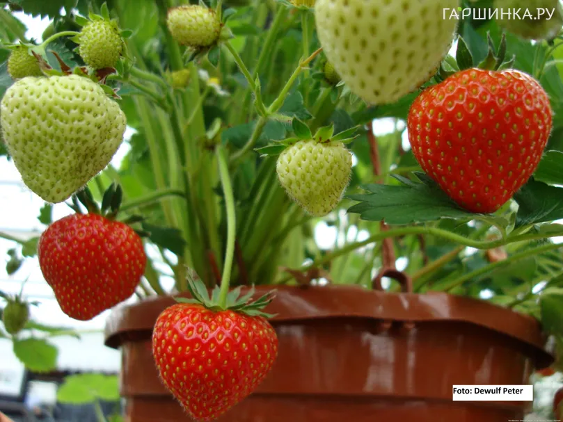 Клубника Крымская ремонтантная сладко-земляничная малоусая
