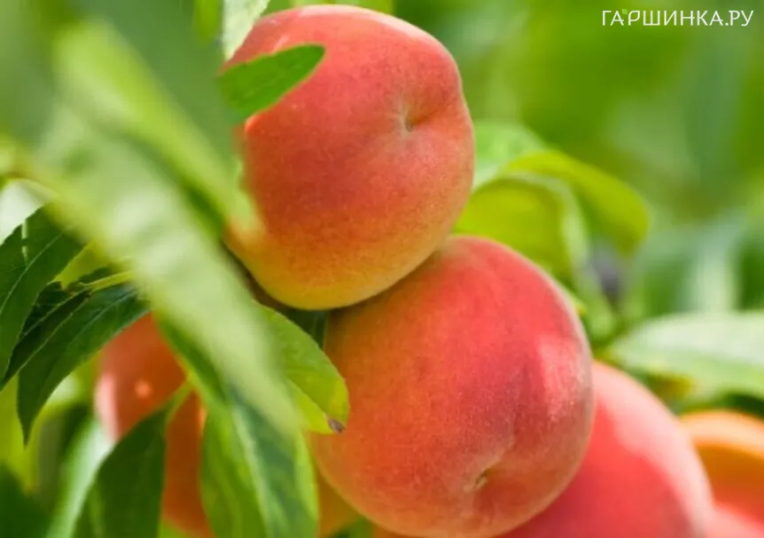 Персик Медовый колоновидный