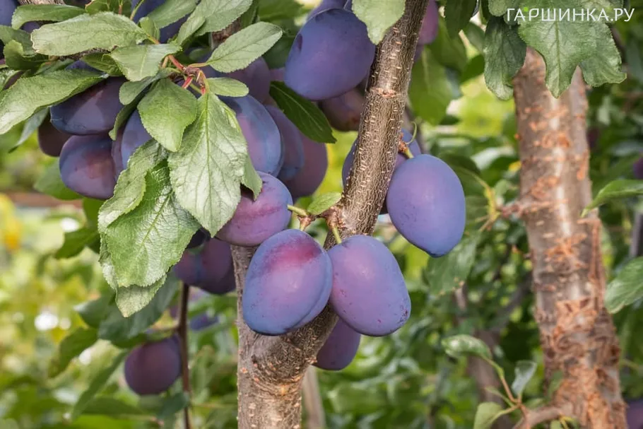 Слива Поздняя красавица