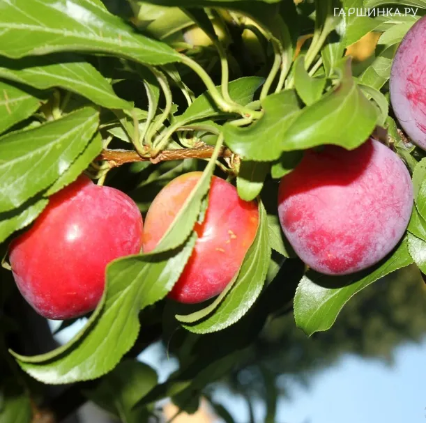 Слива Оцарк Премьер