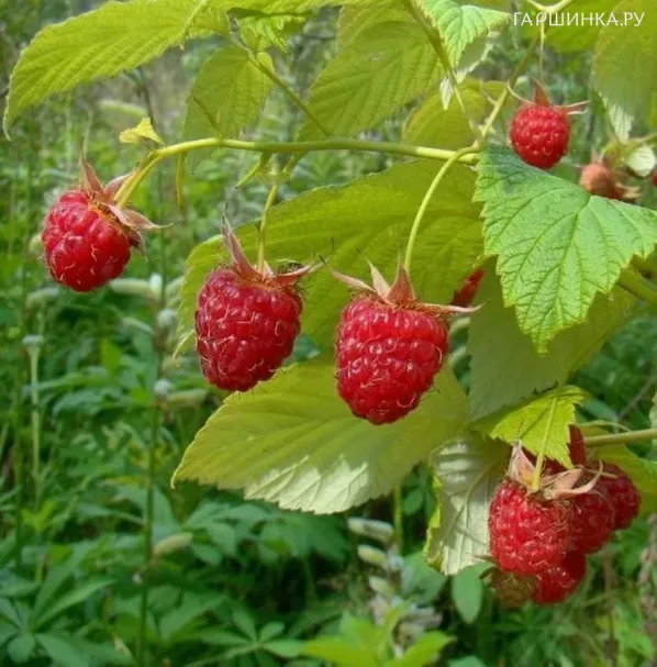 Малина Эндросадира крупноплодная итальянка