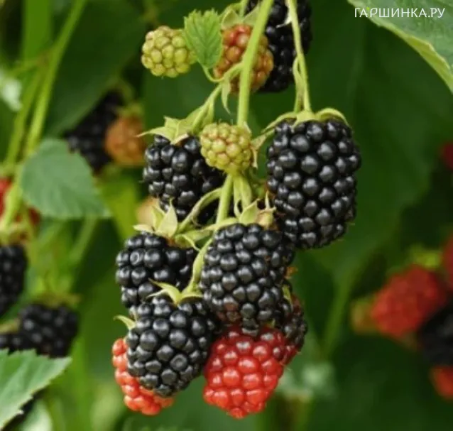 Ежевика Гай бесшипная сладкая зимостойкая