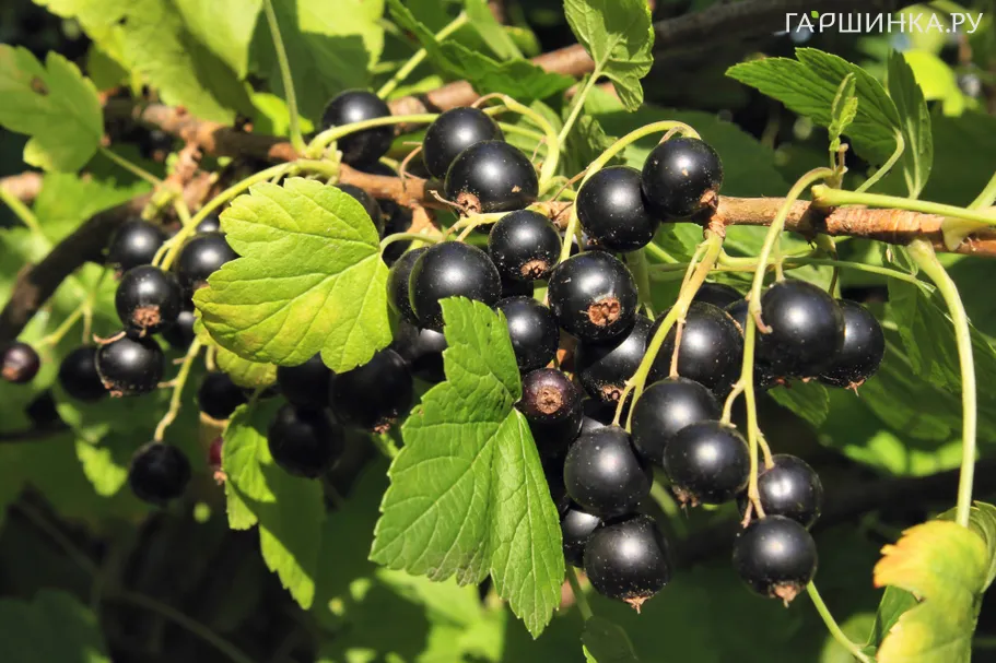 Смородина Венера черная