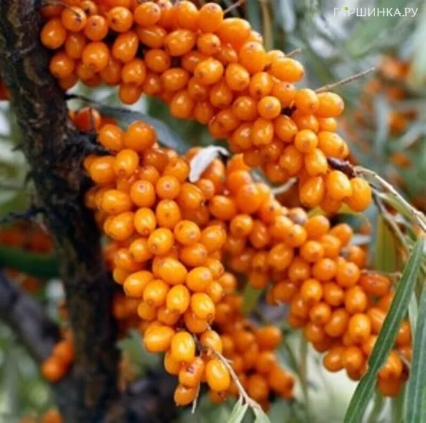 Облепиха Августина женская