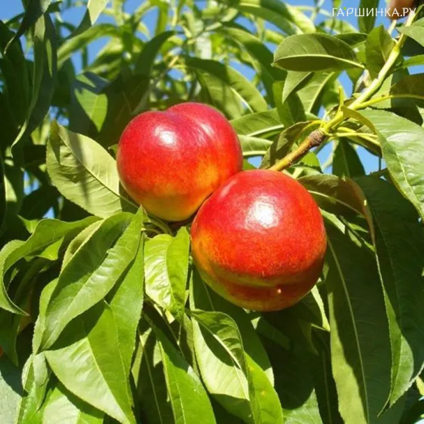 Нектарин Фантазия