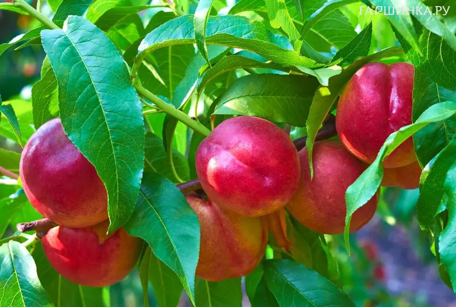 Нектарин Ванг-3