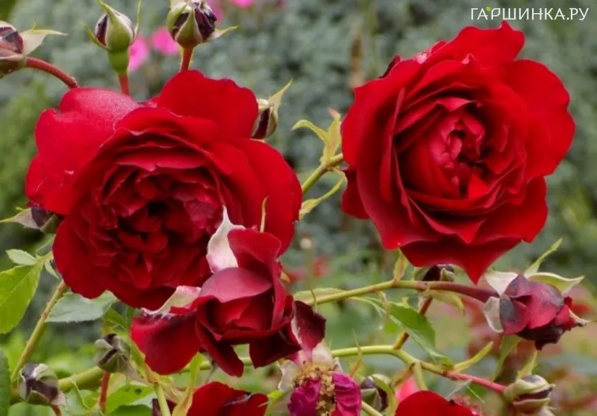 Роза Бельканто плетистая