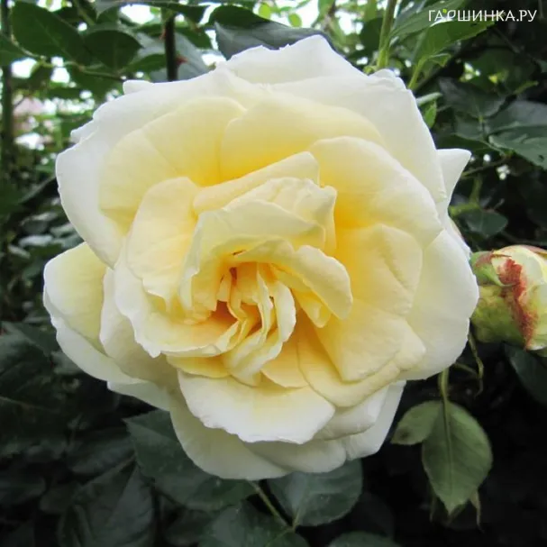 Роза Крем де ля Крем плетистая
