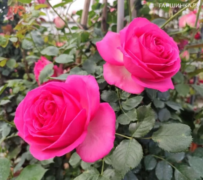 Роза Цикламен Пьер де Ронсар плетистая