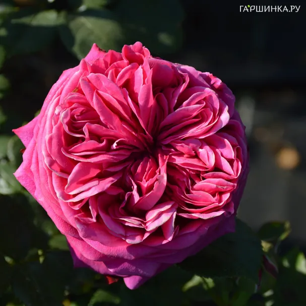 Роза Салма Эс Сэд плетистая