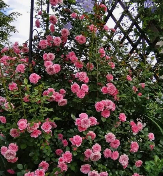 Роза Старлет Роуз Ева плетистая