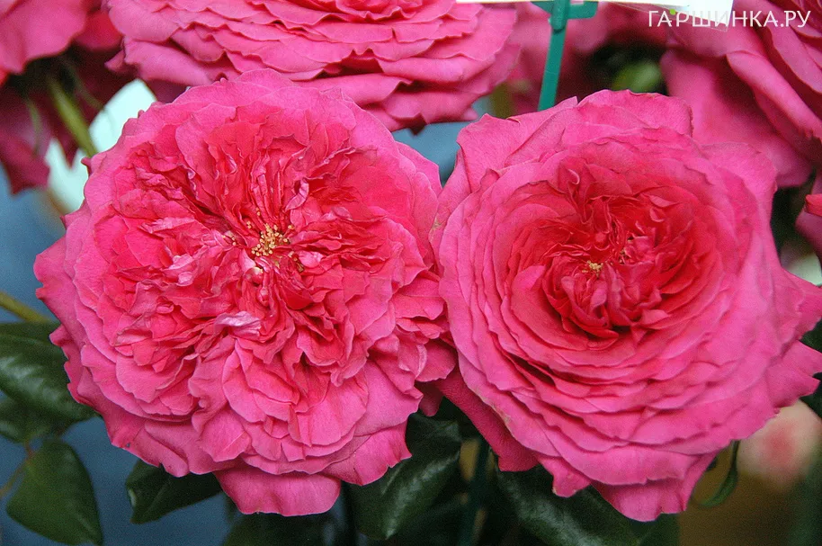 Роза Капабилити