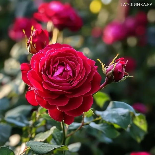 Роза Домэн Де Сен Жан Де Борегар флорибунда