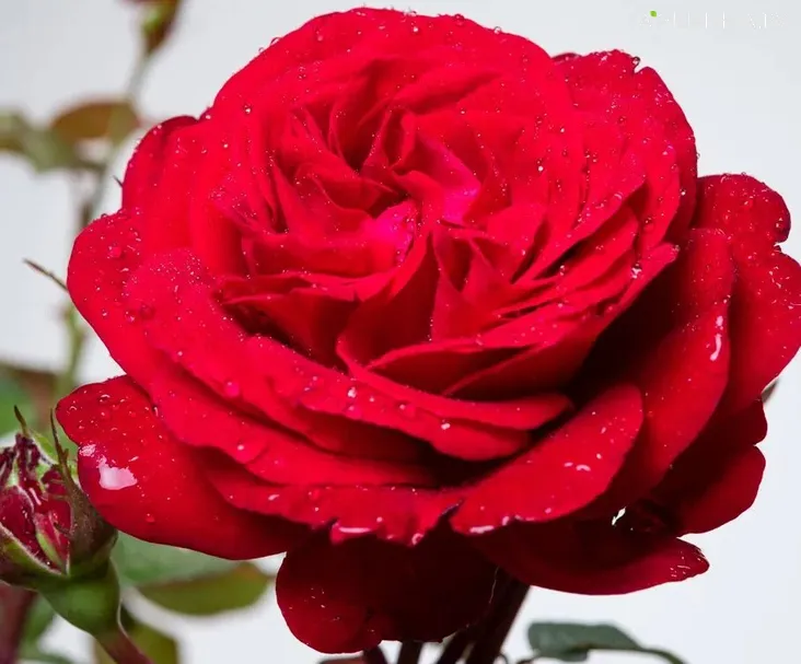 Роза Эрфордия флорибунда