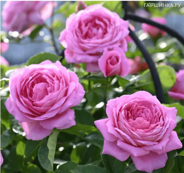 Роза Джанин флорибунда