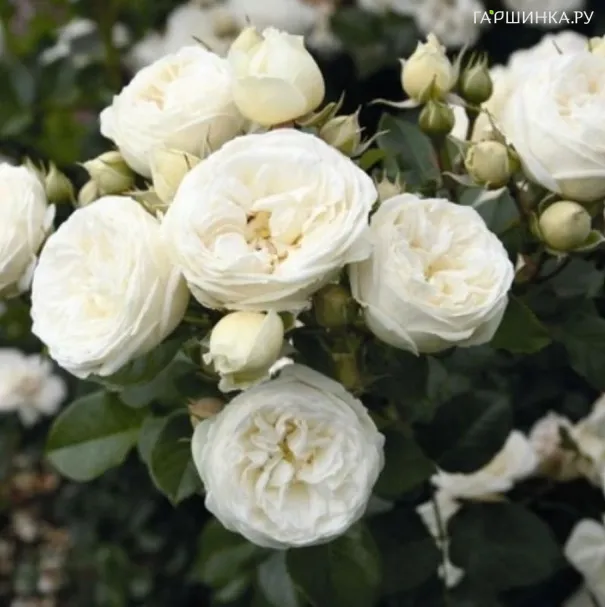 Роза Лайтоз (Вайт Леонардо да Винчи) флорибунда