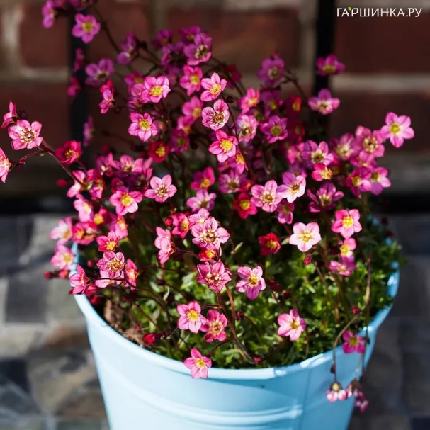 Камнеломка Арендса Флорал Карпет