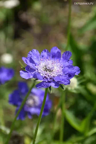 Скабиоза Фама Дип Блу