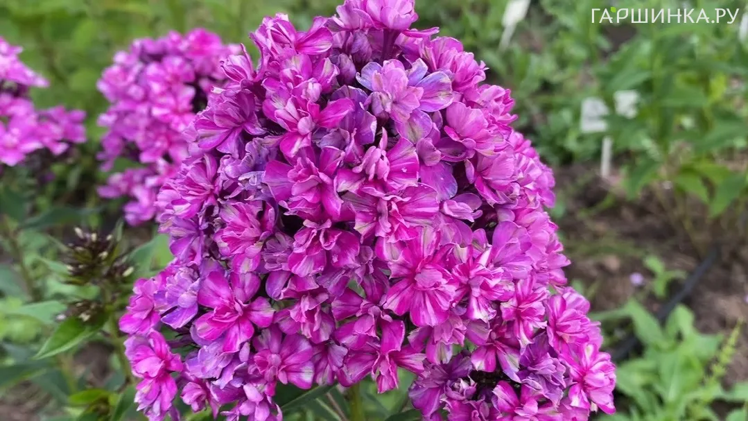 Флокс Квазимодо метельчатый