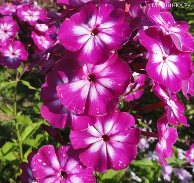 Флокс Кураж метельчатый