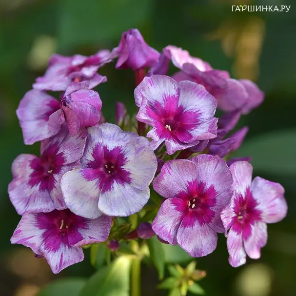 Флокс Самоцветы метельчатый