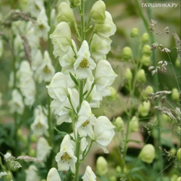 Аконит (Борец клобучковый) Альбум