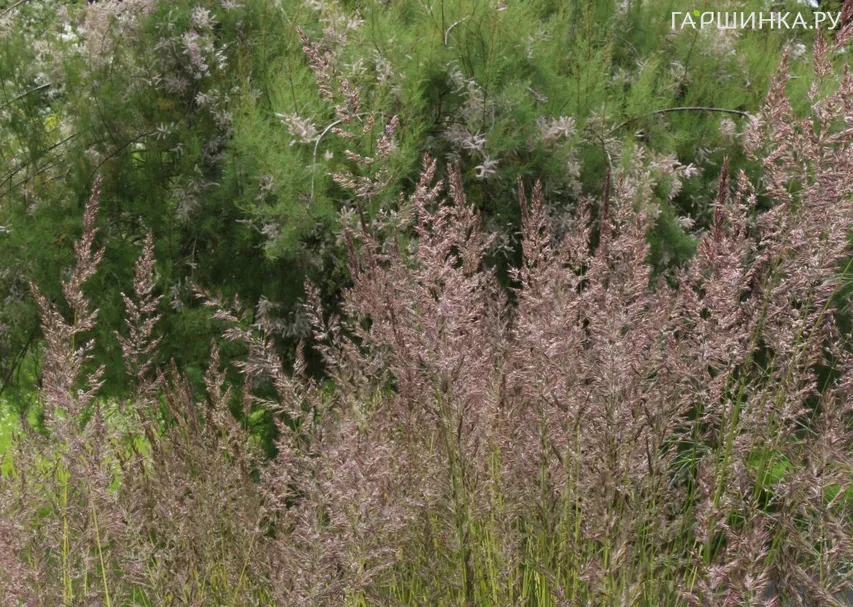 Вейник Аваланш остроцветковый