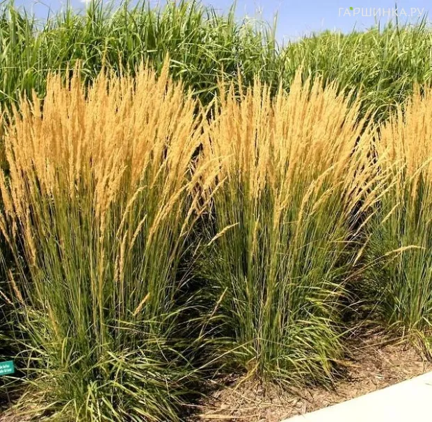 Вейник Карл Форстер