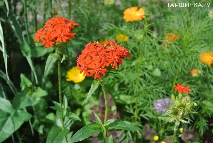 Лихнис (Зорька) халцедонский