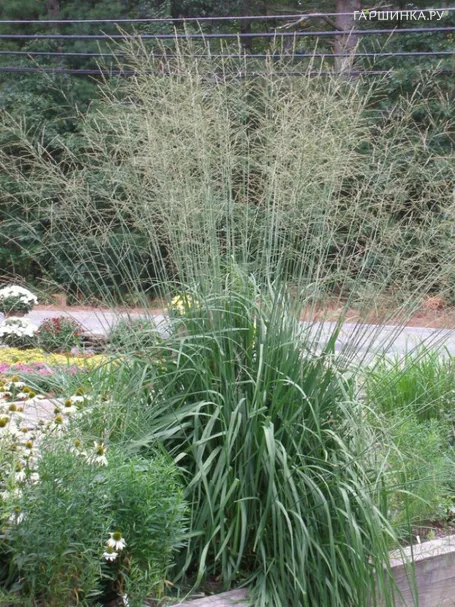 Молиния тростниковая Скайрейсер