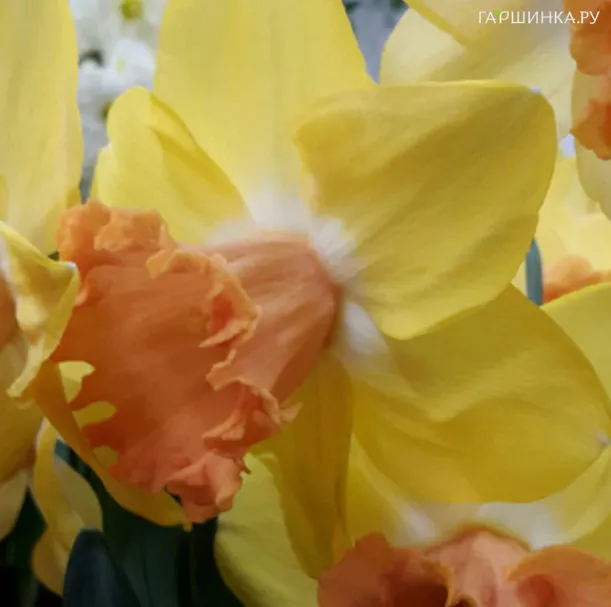 Нарцисс Колор Ран гофрир.коронка 3шт.