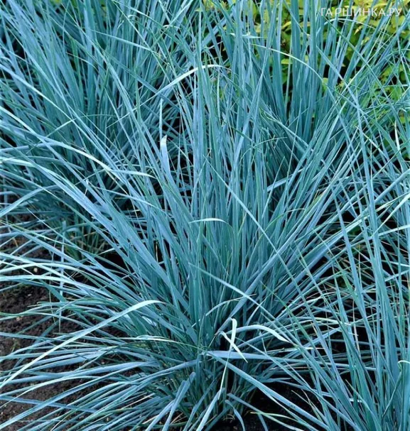 Колосняк (Элимус) песчаный