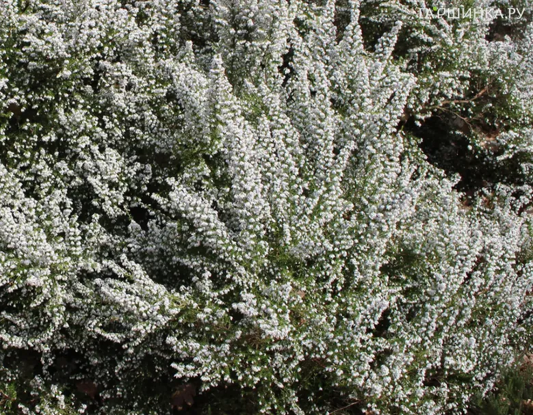 Эрика Альпин древовидная