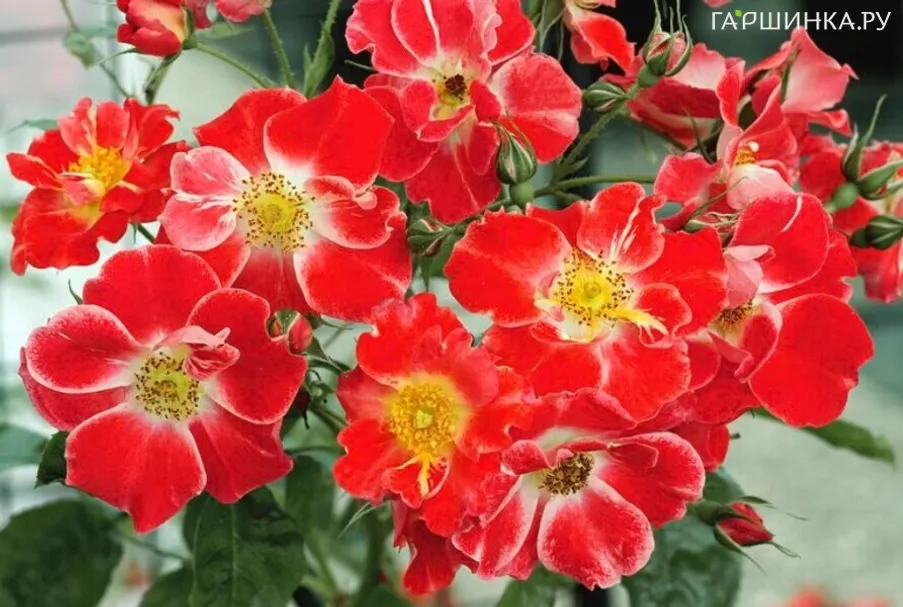 Роза Пасодобль флорибундаоза