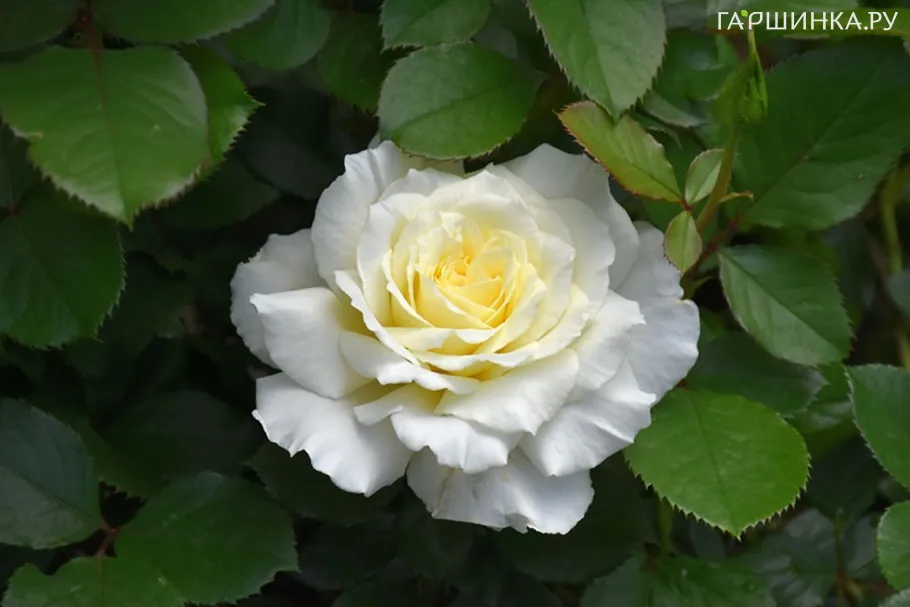 Роза Вайт Ликорис флорибундаоза