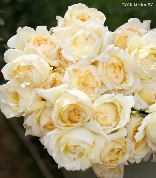 Роза Айвори Ив Пьяже чайно-гибридная