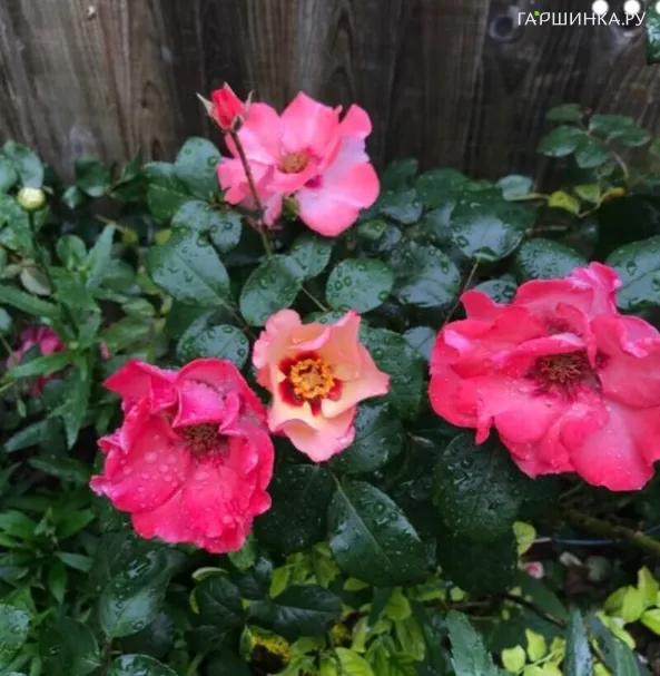 Роза Алиссар Принцесса Финикийская