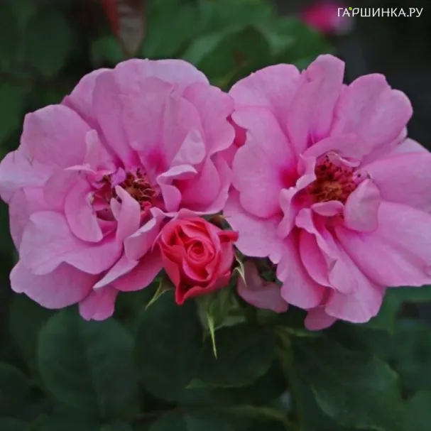 Роза Ориента Аладдин