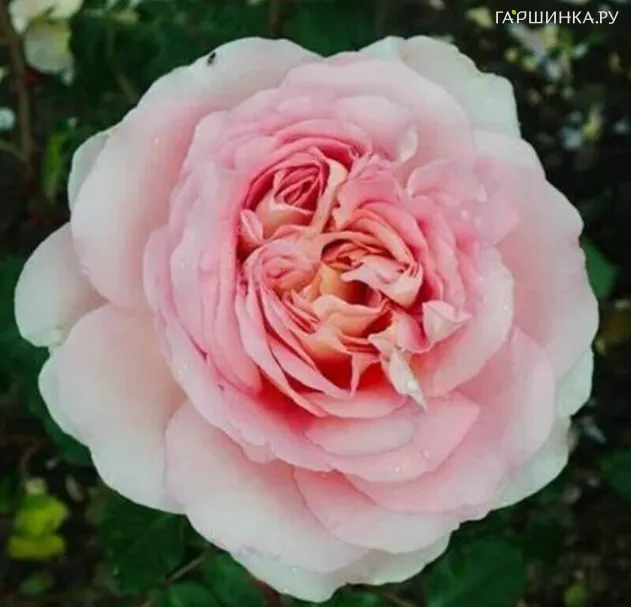 Роза Роберто Капуччи чайно-гибридная