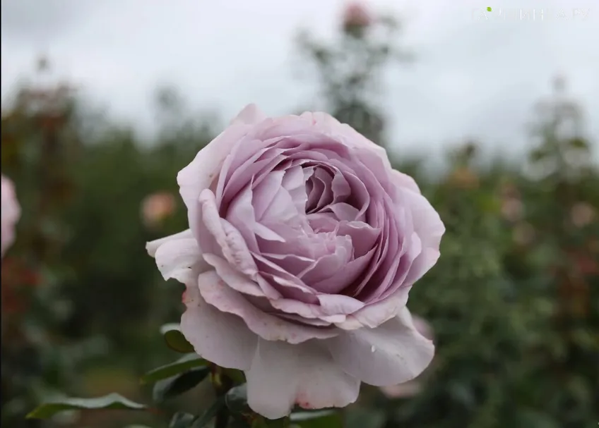 Роза Зе Прайд чайно-гибриднаяоза