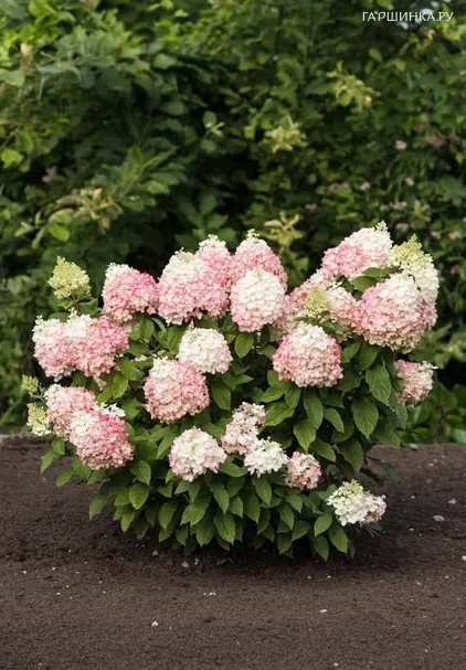 Гортензия Колорфул Коктейль метельчатая